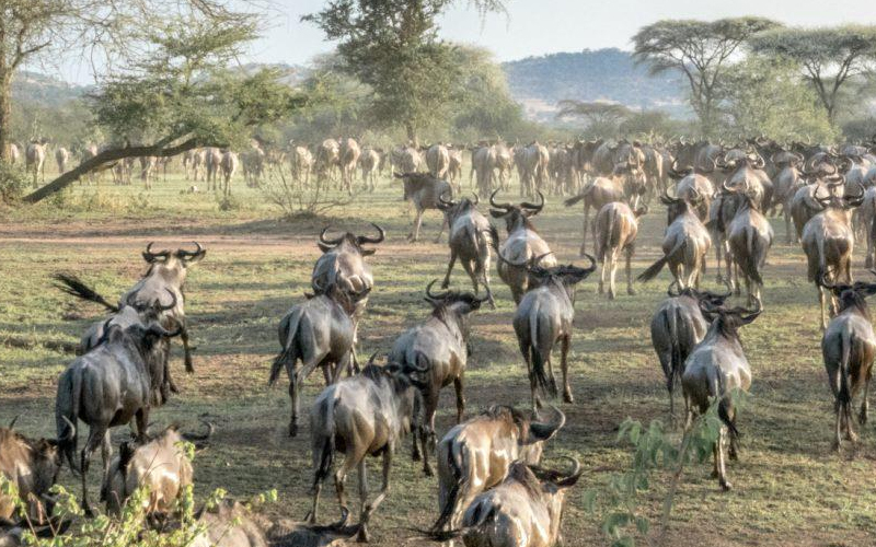 How Climate Change is Impacting Tanzania’s Wildlife Corridors in 2024