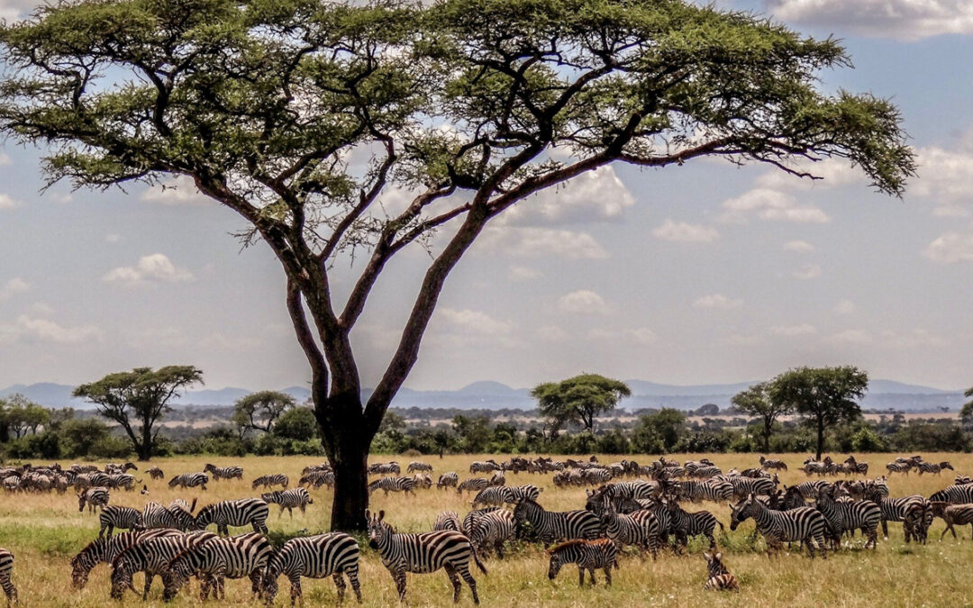 How Climate Change is Impacting Tanzania’s Wildlife Corridors in 2024
