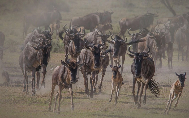 The 2024 Guide to Tanzania’s Serengeti Migration Safari