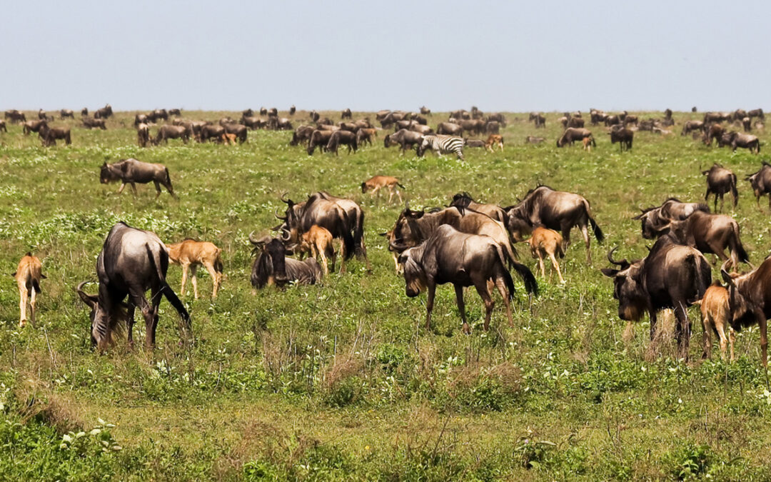 The 2024 Guide to Tanzania’s Serengeti Migration Safari