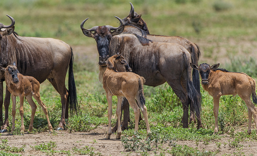 The 2024 Guide to Tanzania’s Serengeti Migration Safari