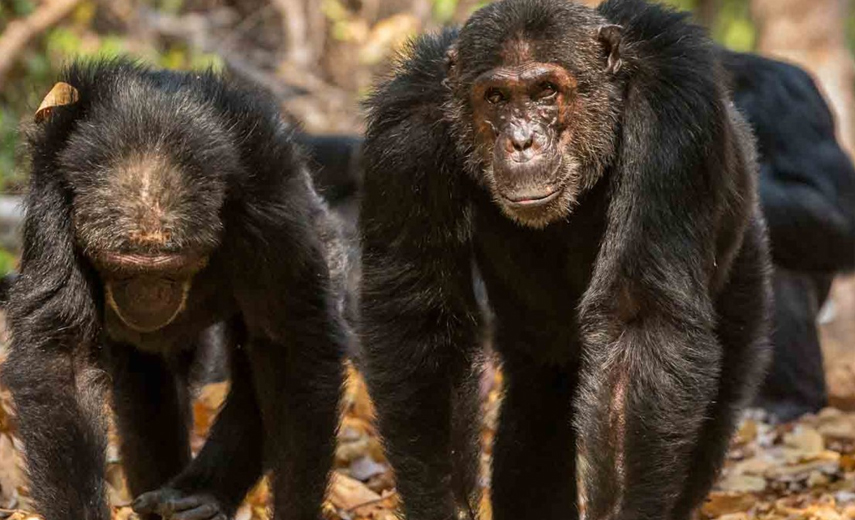 Trekking Tanzania How New Trails Are Transforming Adventure Travel in 2024