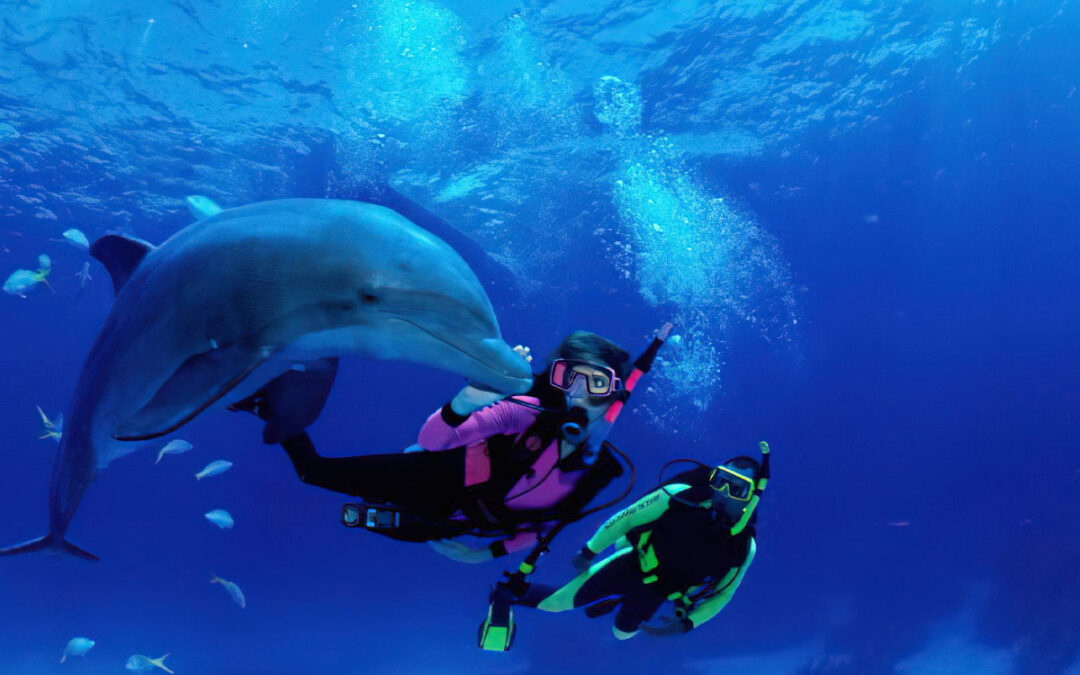 Dolphin Spotting in Zanzibar: New Guidelines for Responsible Tourism
