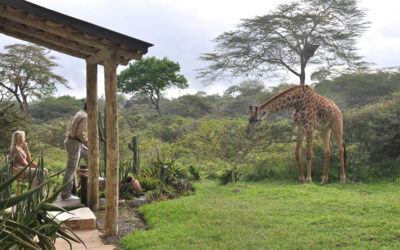 Hatari Lodge