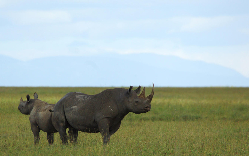 Rare Black Rhino Spotted in Ngorongoro Crater This Week