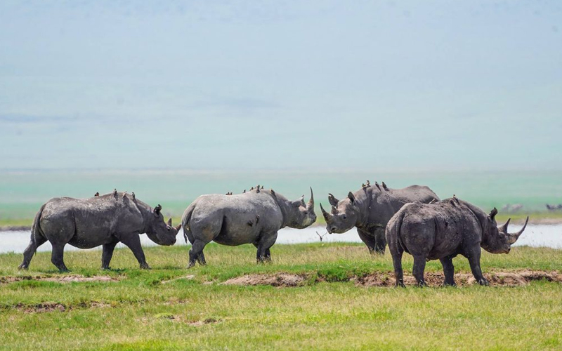 Rare Black Rhino Spotted in Ngorongoro Crater This Week