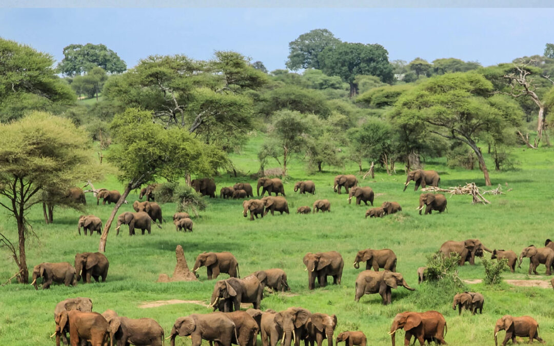 How Climate Change is Impacting Tanzania’s Wildlife Safaris in 2025