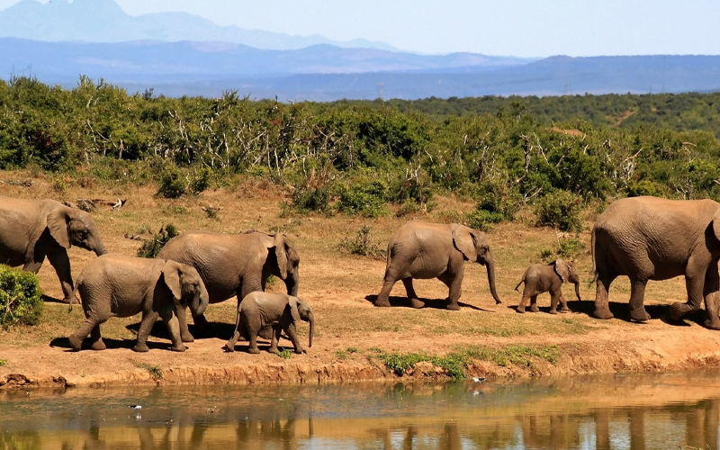 How Tanzania’s Wildlife Conservation Efforts Are Leading Into 2025