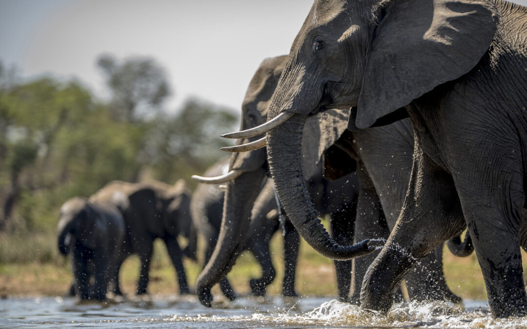 How Tanzania’s Wildlife Conservation Efforts Are Leading Into 2025