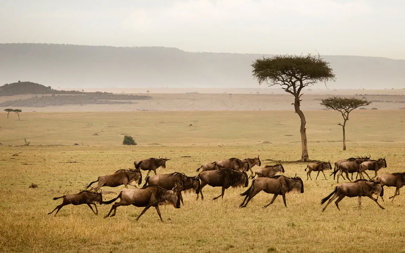 How Tanzania’s Wildlife Conservation Efforts Are Leading Into 2025
