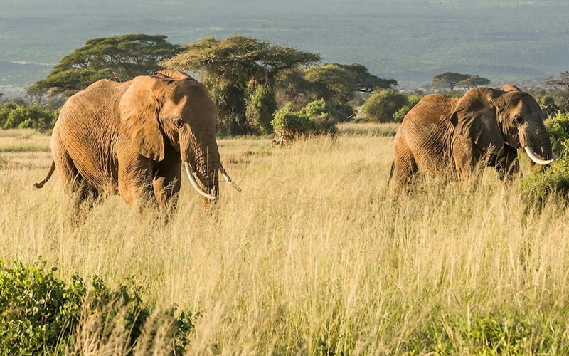 New Year’s Eve in Tanzania Best Safari and Beach Celebrations for 2025