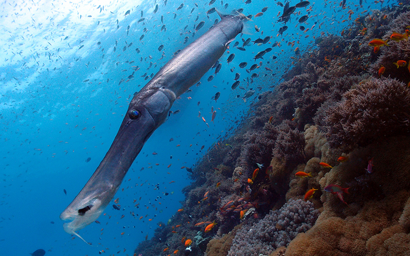 Snorkeling and Diving in Zanzibar: Marine Adventures for 2025