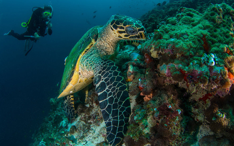 Snorkeling and Diving in Zanzibar: Marine Adventures for 2025