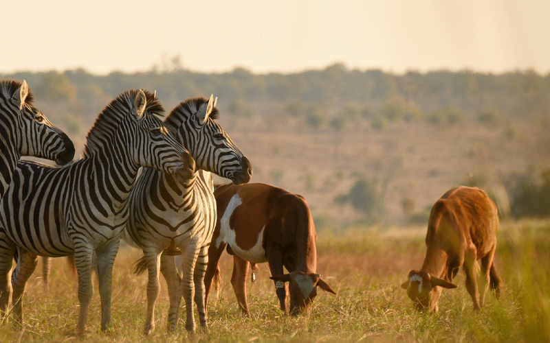 Tanzania Expands Protected Wildlife Areas in 2025