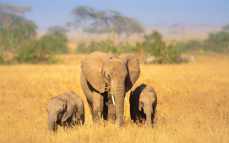 Top 2025 Wildlife Events in Serengeti: Your Guide to Safari Highlights