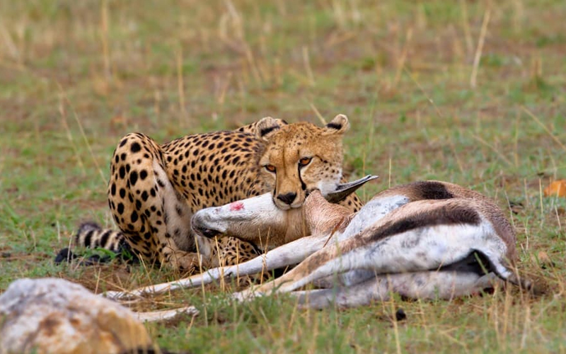 Top 2025 Wildlife Events in Serengeti: Your Guide to Safari Highlights