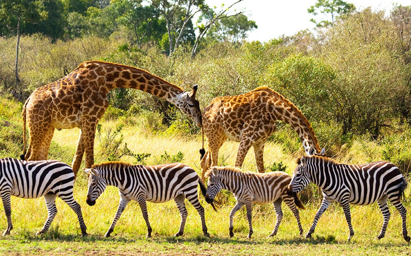 Tanzania Expands Protected Wildlife Areas in 2025