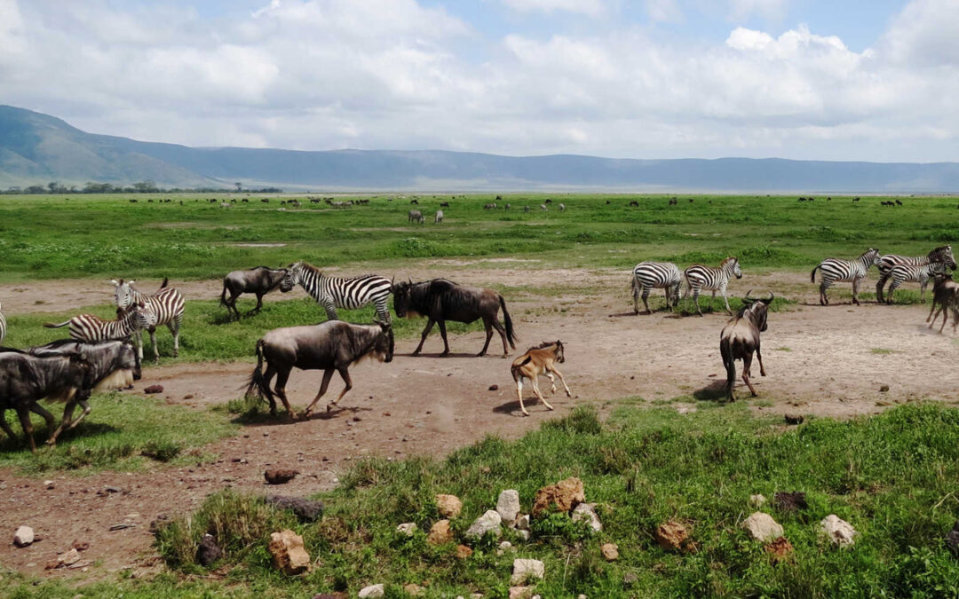 African Safari Safety Tips: How Tanzania is Keeping Travelers Safe in 2025