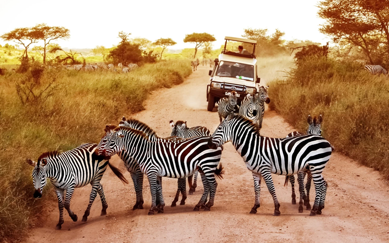 How Climate Change is Reshaping Tanzania’s Wildlife Tourism in 2025