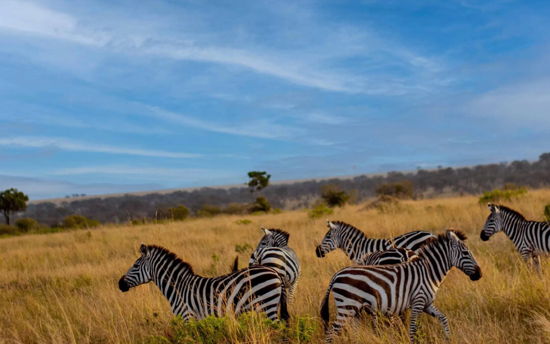 How Climate Change is Reshaping Tanzania’s Wildlife Tourism in 2025