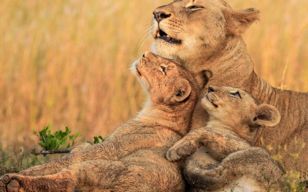 Sustainable Tourism in Tanzania: 2025’s Eco-Friendly Safari and Beach Holidays