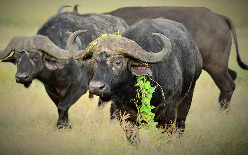 Sustainable Tourism in Tanzania: 2025’s Eco-Friendly Safari and Beach Holidays