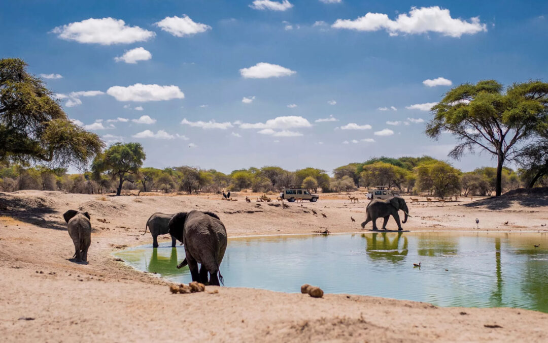 Tanzania Safari 2025: Special Events and Festivals to Watch Out For