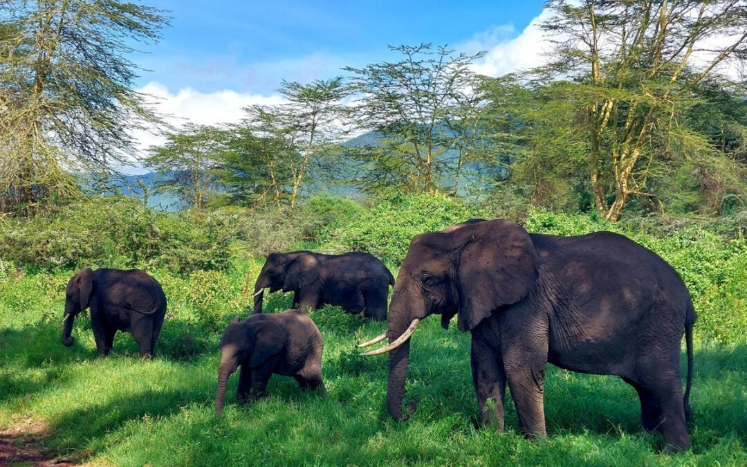 How Africa’s 2025 Tourism Boom Impacts Tanzania’s Safaris and Treks