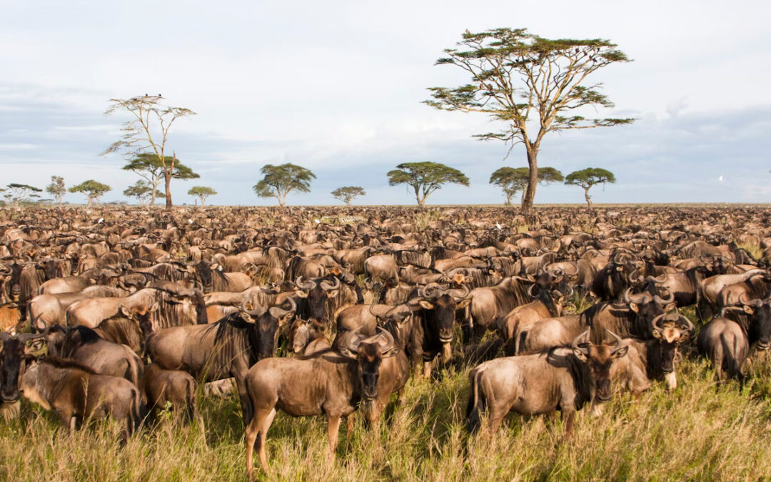 Tanzania Safari 2025: Witness the Great Migration Like Never Before