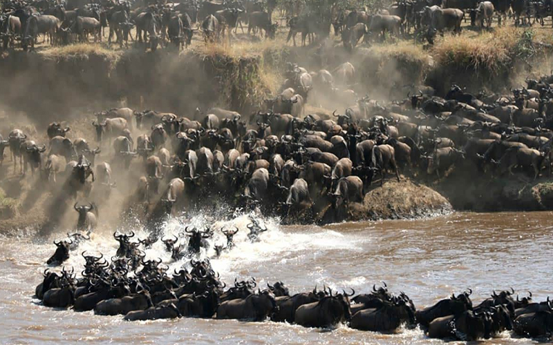Tanzania Safari 2025: Witness the Great Migration Like Never Before