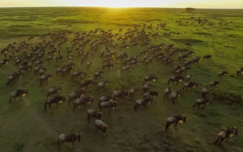 Tanzania Safari 2025: Witness the Great Migration Like Never Before