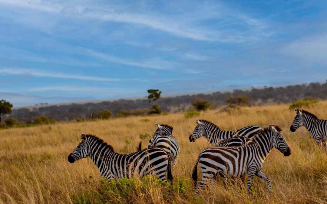 Top Tips for Budget Safaris in Tanzania in 2025