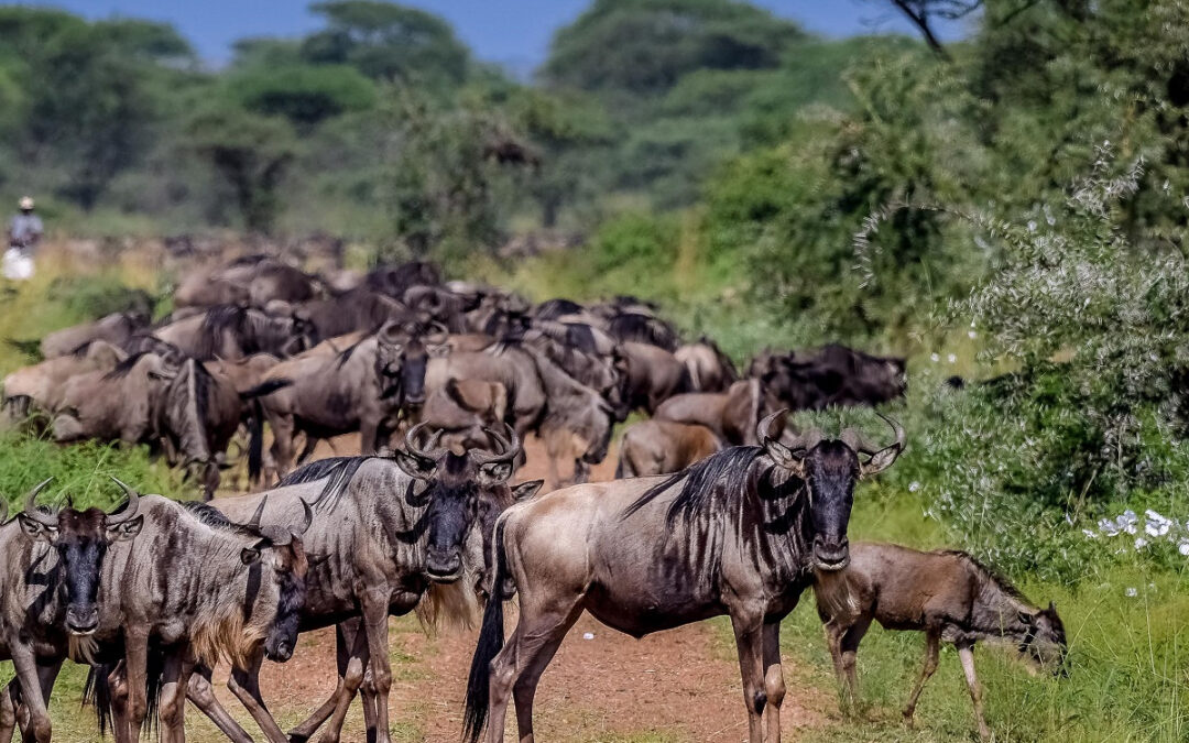 Navigating the Serengeti: Tips for a Crowd-Free Safari in 2025