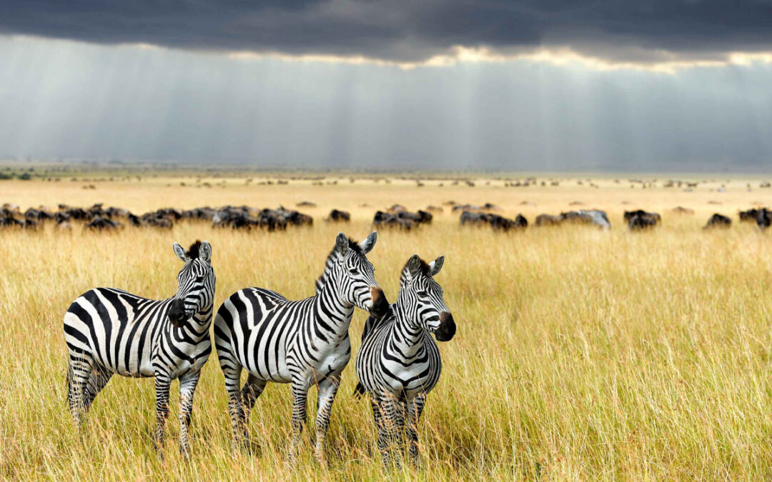 Safari Without Crowds: Best Hidden Parks in Tanzania