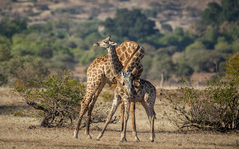 Safari Without Crowds: Best Hidden Parks in Tanzania