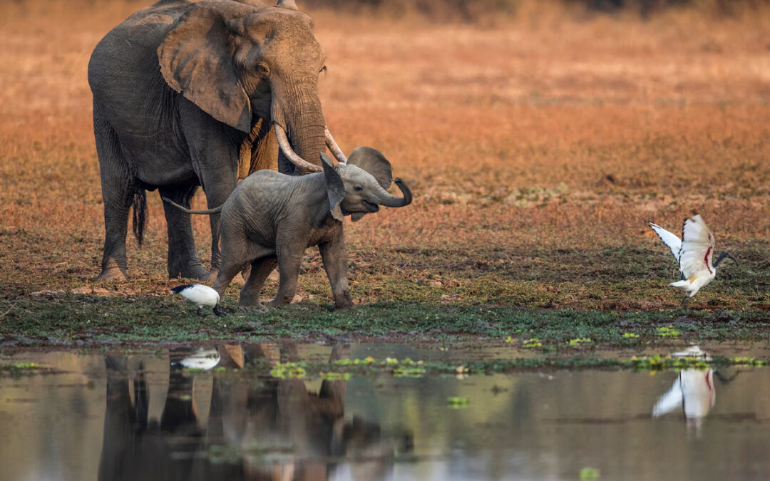 Walking Safaris: See Wild Animals on Foot