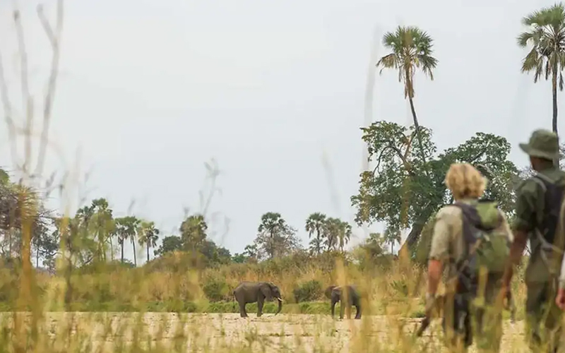 Walking Safaris: See Wild Animals on Foot