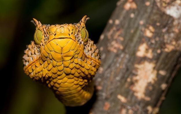 Are There Venomous Snakes In Tanzania?