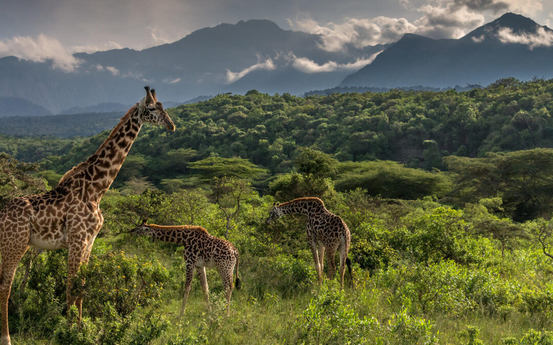 Begin Your Safari At Arusha National Park
