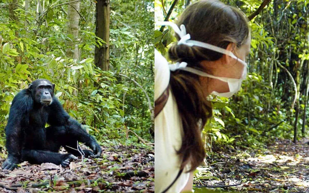 Can I Visit Gombe Stream National Park For Chimpanzees?