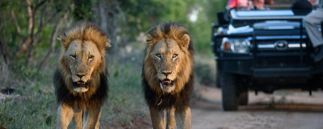 Discover Our Budget-Friendly Safari Packages