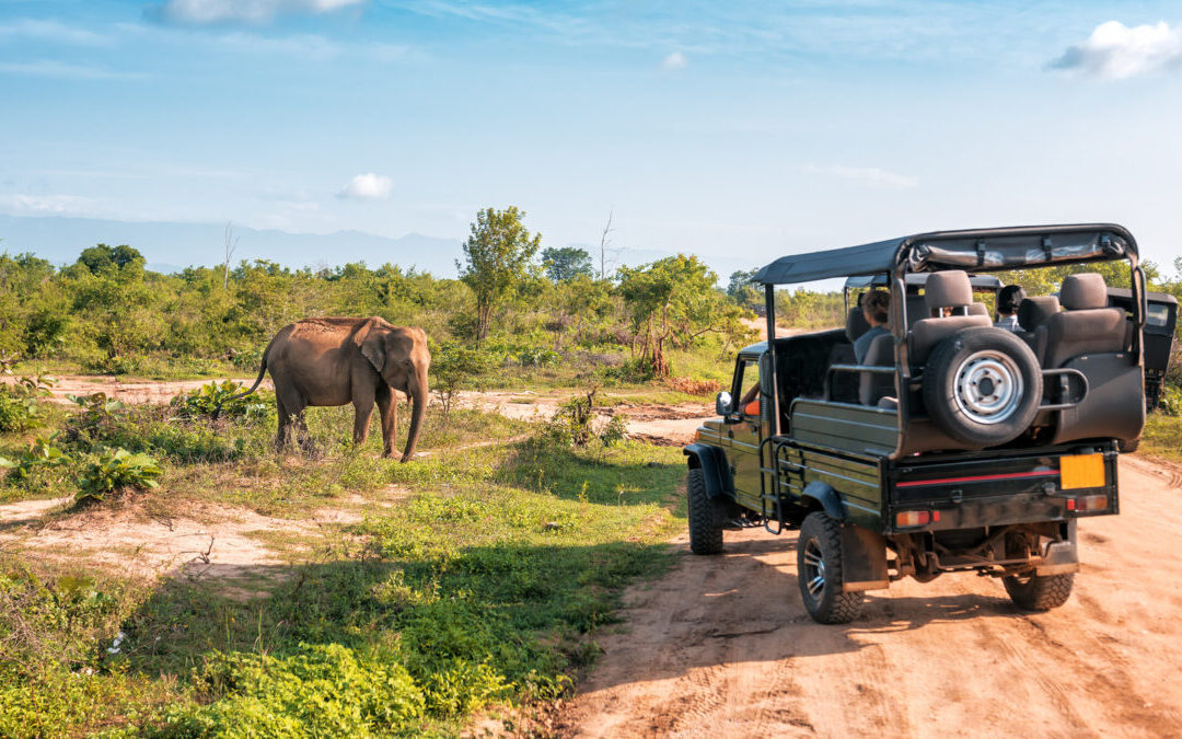 Discover The Best Safari Destinations For Luxury Experiences
