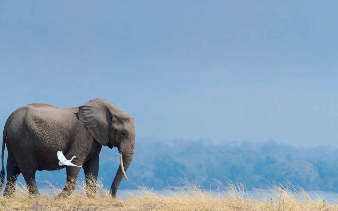 Discover The Best Safari Destinations For Photography