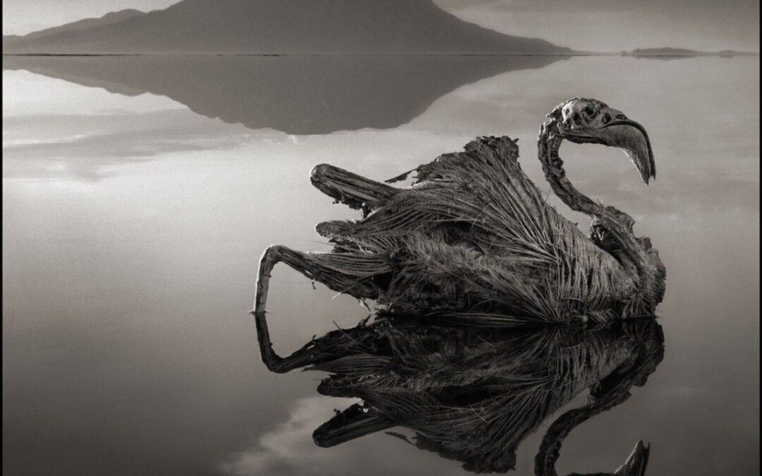 Discover The Unique Flora And Fauna Of Lake Natron