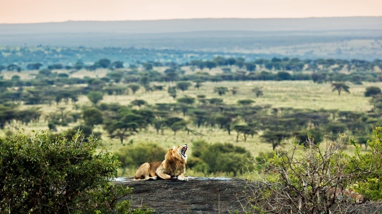 Experience The Best Of Tanzania’s National Parks