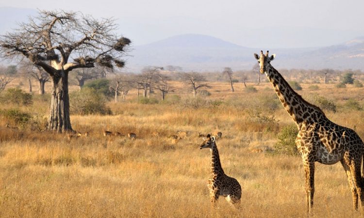Experience The Magic Of Tarangire National Park