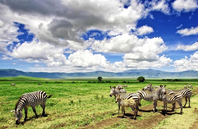 Explore The Ngorongoro Conservation Area On Your Safari