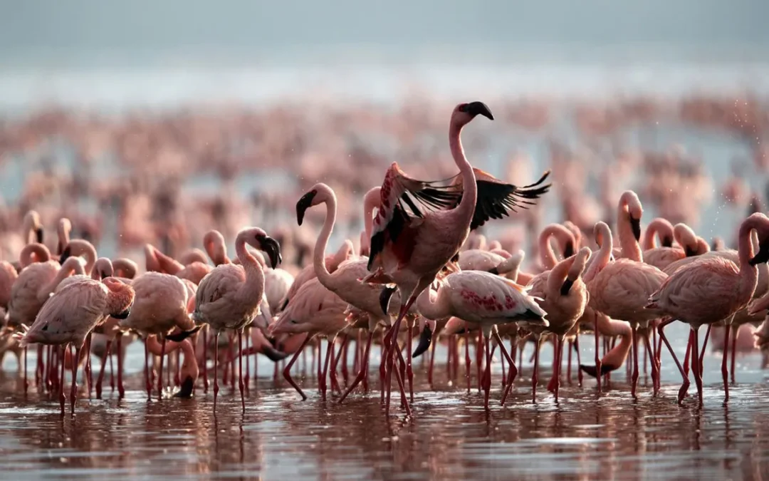 Explore The Stunning Lakes Of Tanzania On Your Safari