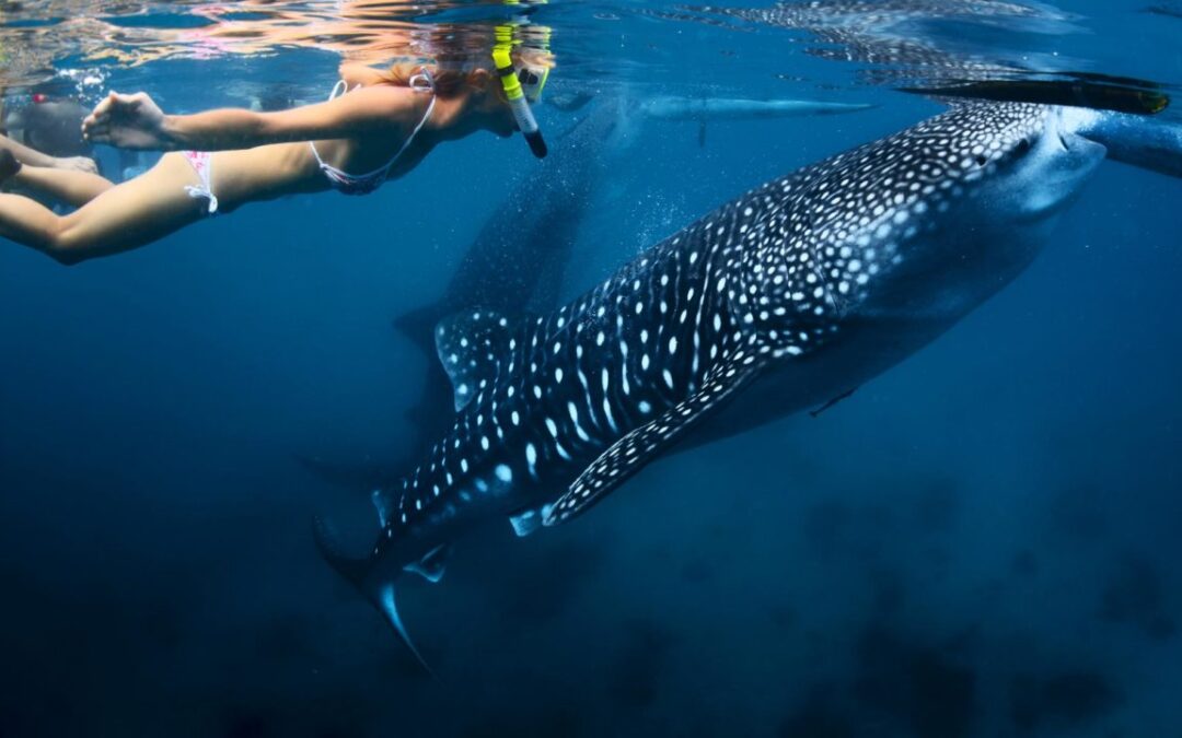 Join The Whale Shark Season Adventure In Tanzania