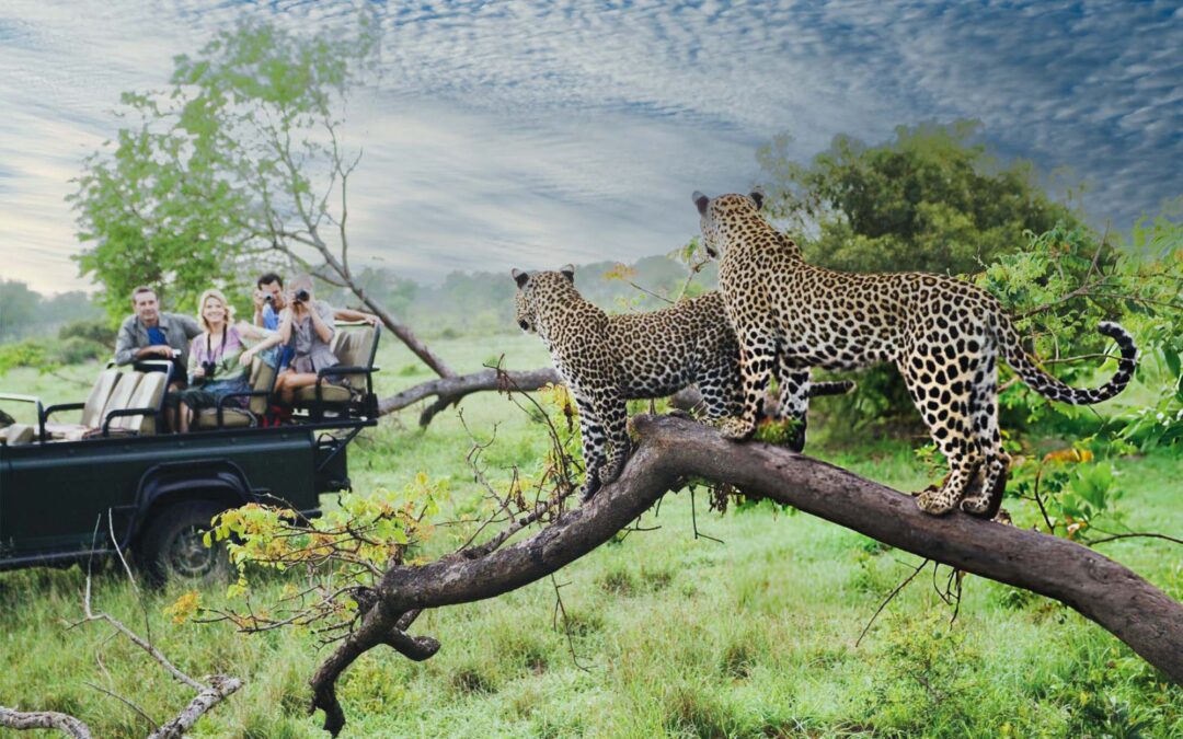 Learn About The Best Safari Destinations For Hiking